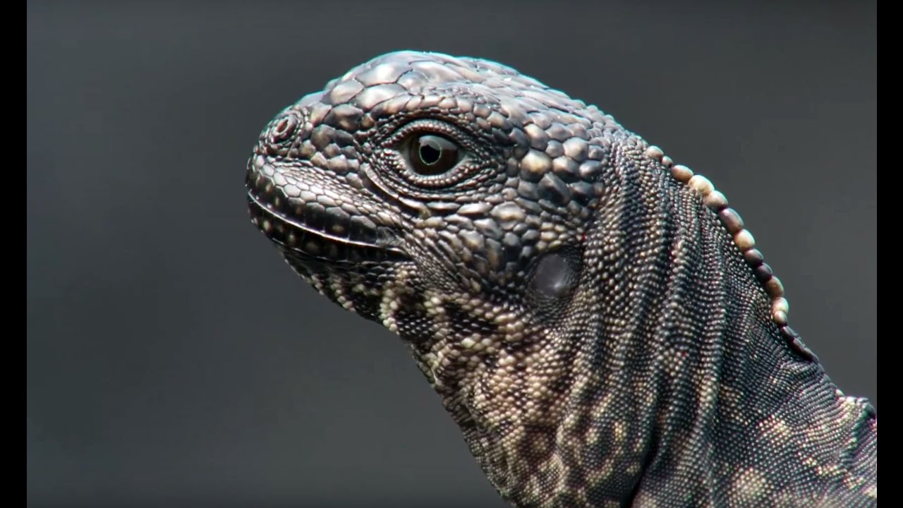 La Mejor Persecución Jamás Filmada Para Un #documental De La #bbc Iguana Vs Se…